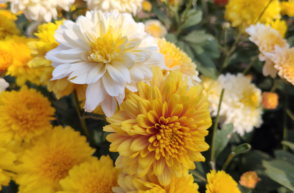 Poco M8 5G's camera sample.