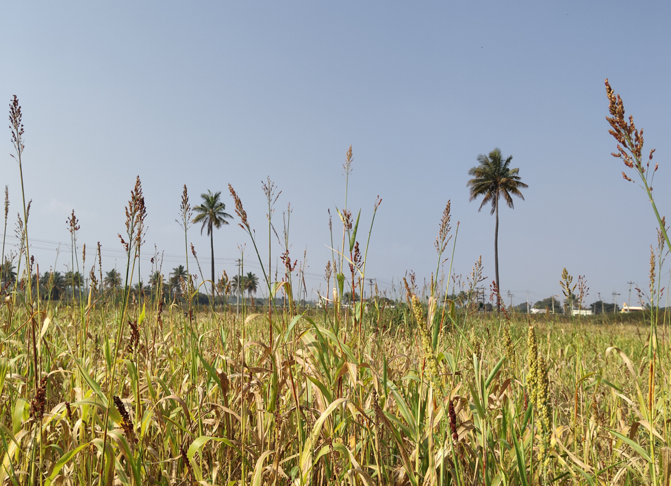 Poco M8 Photo sample with 1X (29mm)