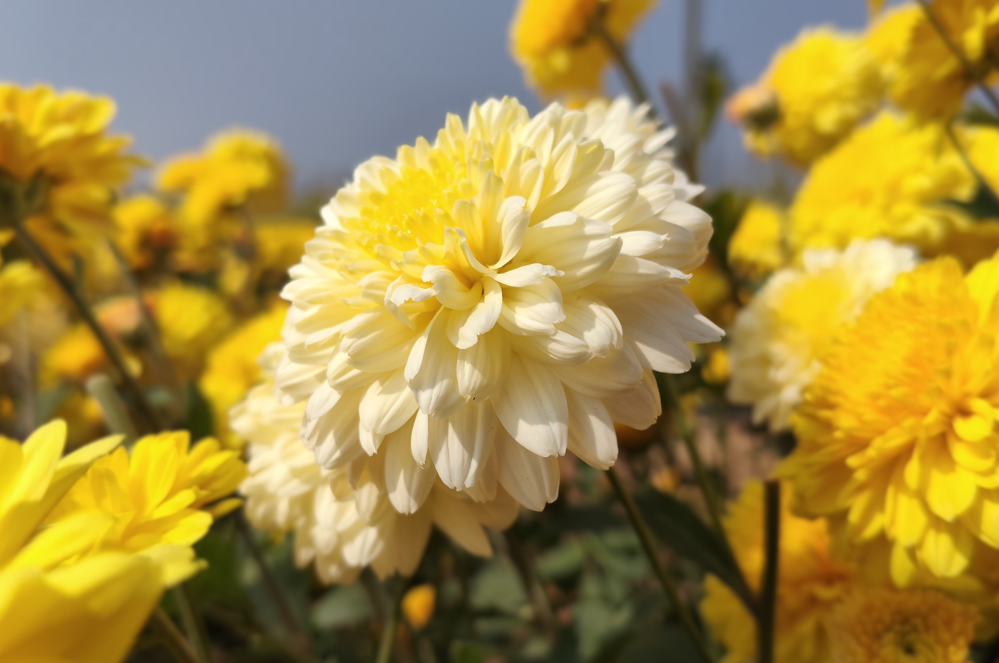 Poco M8 5G's camera sample.