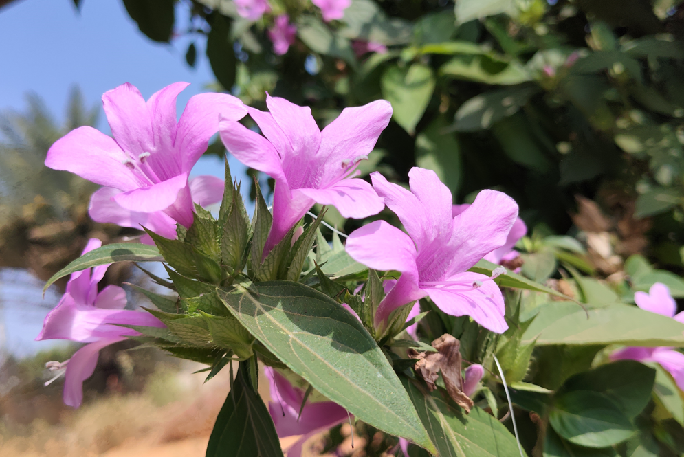 Poco M8 5G's camera sample.