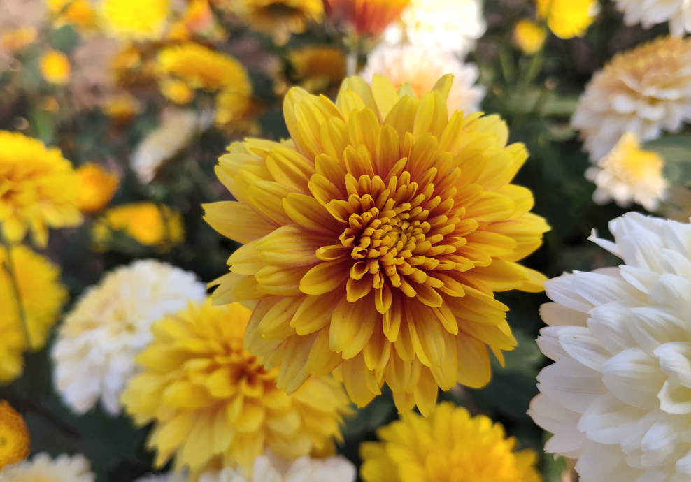 Poco M8 5G's camera sample.