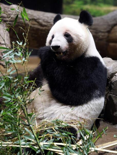 Four-year-old female giant panda Lei Lei eats bamboo at Ueno Zoo during the last viewing day before the planned return of twin giant pandas Xiao Xiao and Lei Lei to China, in Tokyo, Japan.