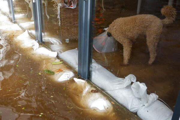 A dog stands in floodwater inside a house, after the River Slaney burst its banks during Storm Chandra, in the County Wexford town of Bunclody, Ireland.