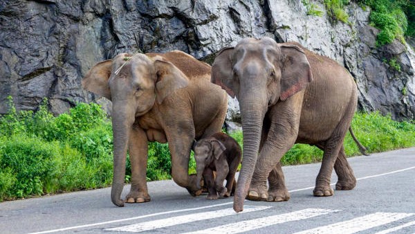 Elderly woman trampled to death by wild elephants in Assam