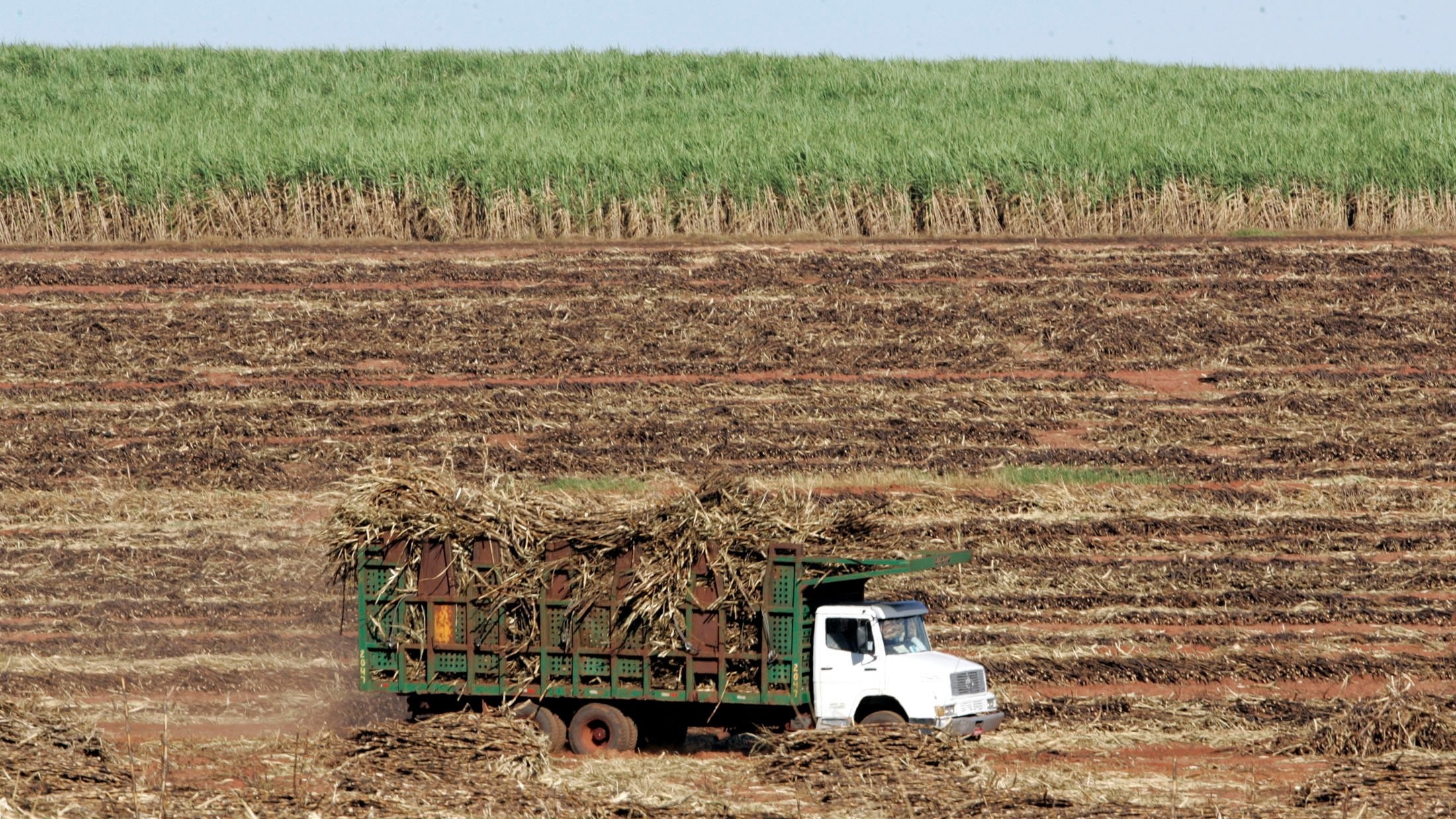 Economic Survey 2025-26: Government's ethanol push risks food security as maize crowds out pulses, oilseeds