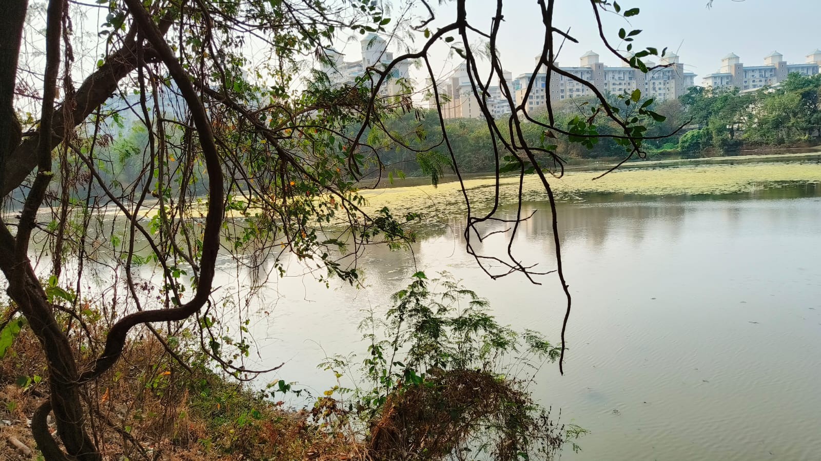 Algal bloom chokes Navi Mumbai’s DPS Flamingo Lake, raises fears for winter migration