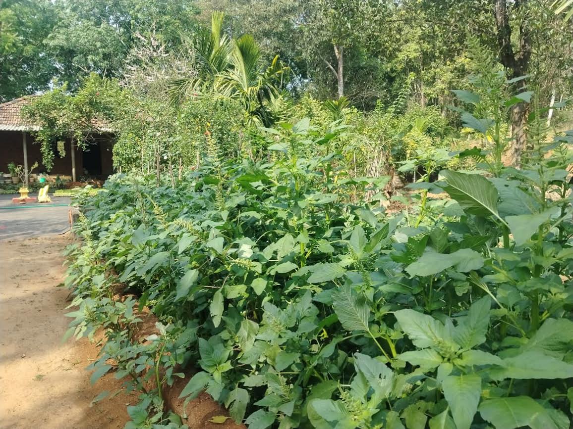 Fresh Harive Soppu (Amarnath leaves) and other vegetables at the demonstration plot to showcase multiple benefits of his multi-layer gardening at Shiva Prasad's farm in Malebettu in Beltangady taluk.