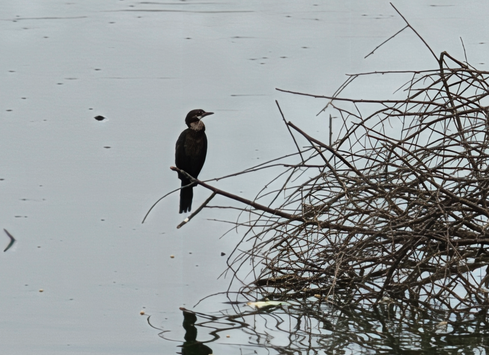 Motorola Signature's camera sample.