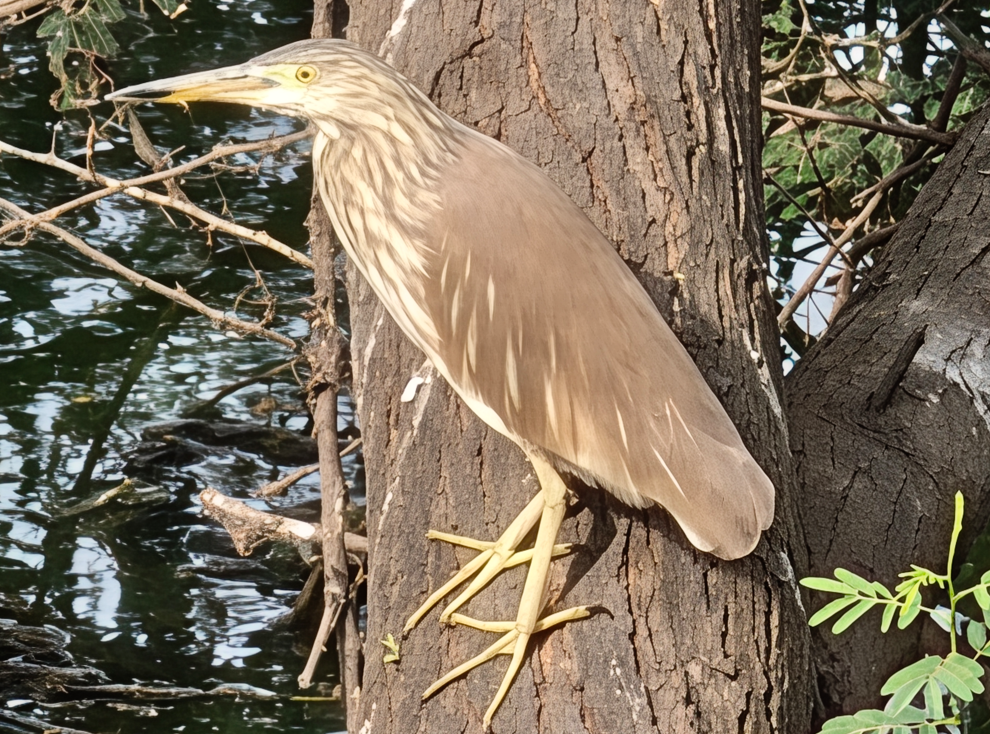 Motorola Signature's camera sample.