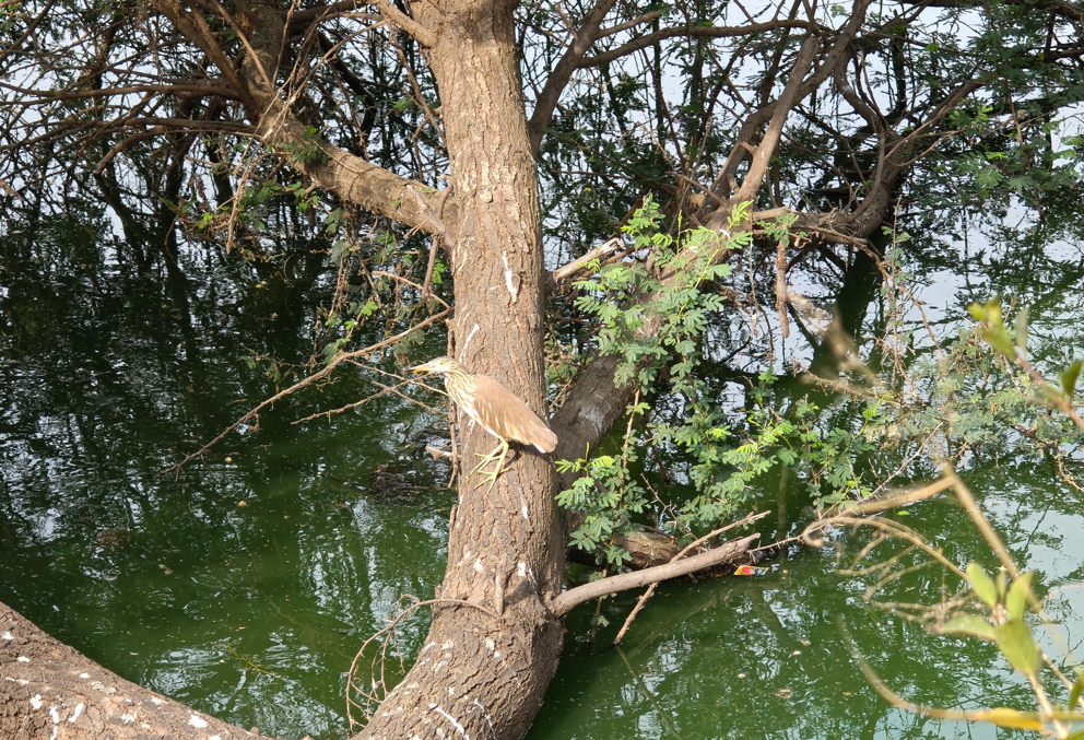 Motorola Signature's camera sample.