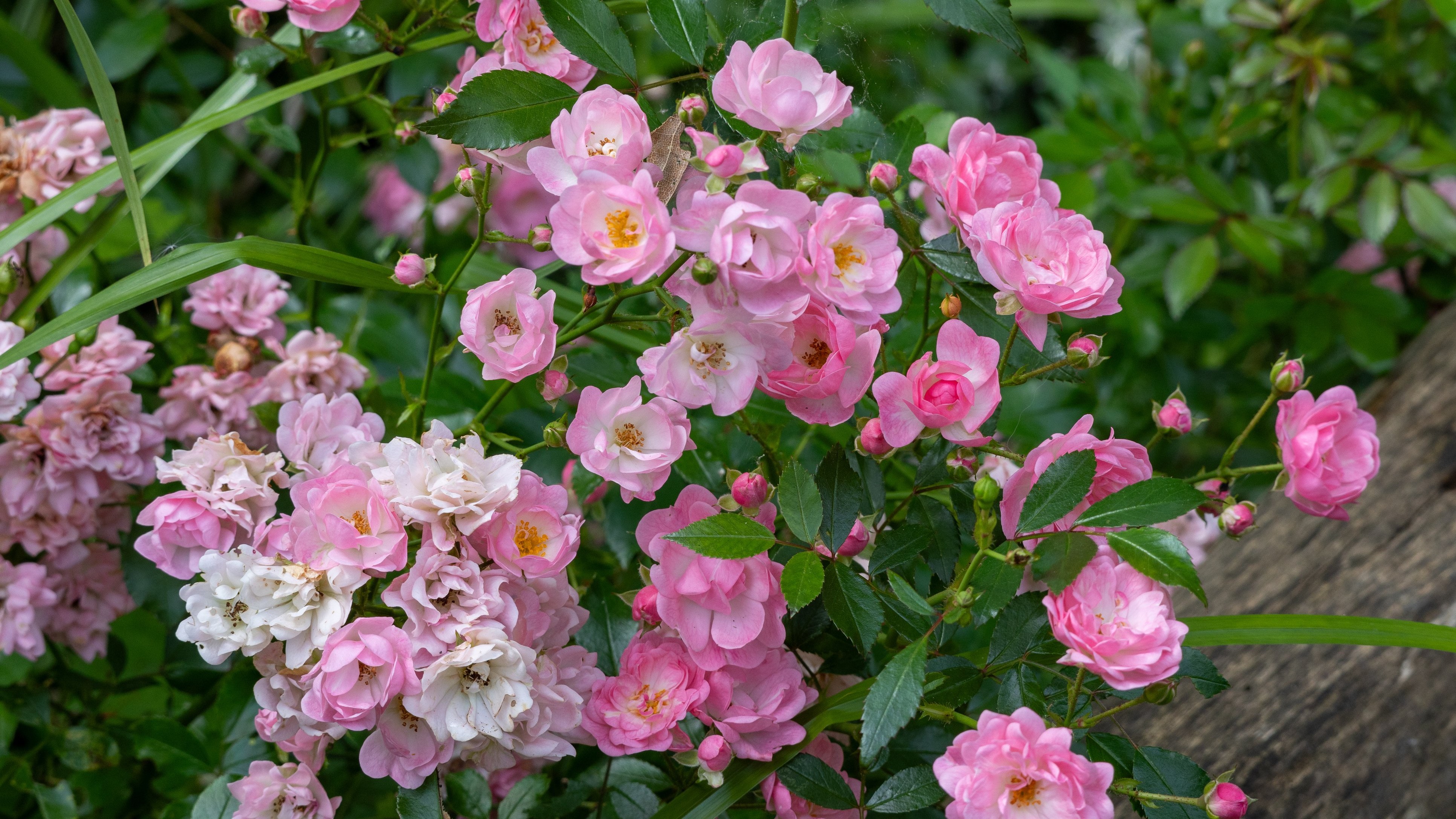 Mark milestones, not resolutions: How gardening teaches care and attention