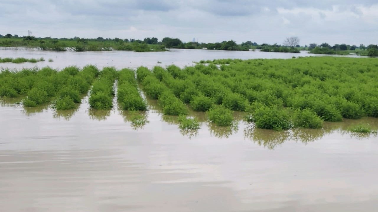 Climate shocks trigger massive crop losses in Karnataka, insurance claims soar