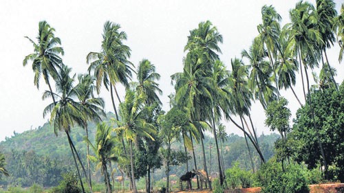 Union Budget 2026 | Government focuses on high-value crops like coconut, cashew and cocoa 