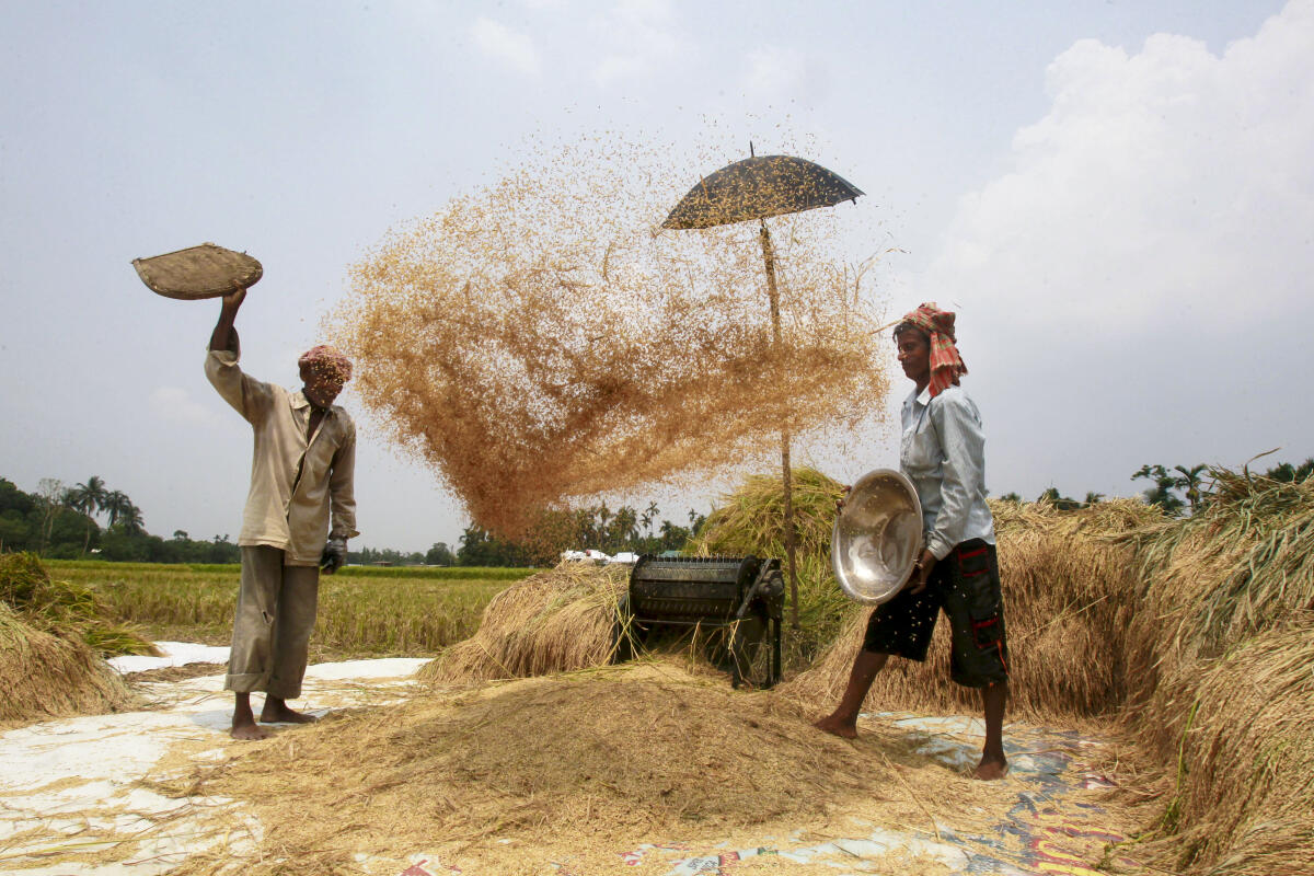 Workers winnow paddy, ahead of the presentation of the Union Budget 2026-27 by Union Finance Minister Nirmala Sitharaman, on the outskirts of Agartala, Tripura.
