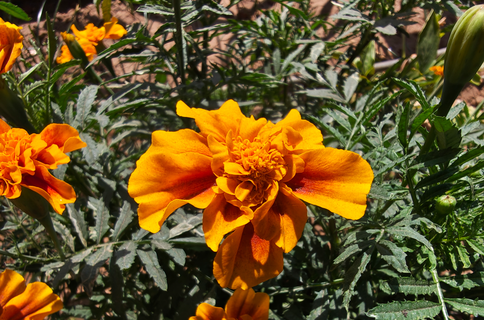 Motorola Signature's camera sample.