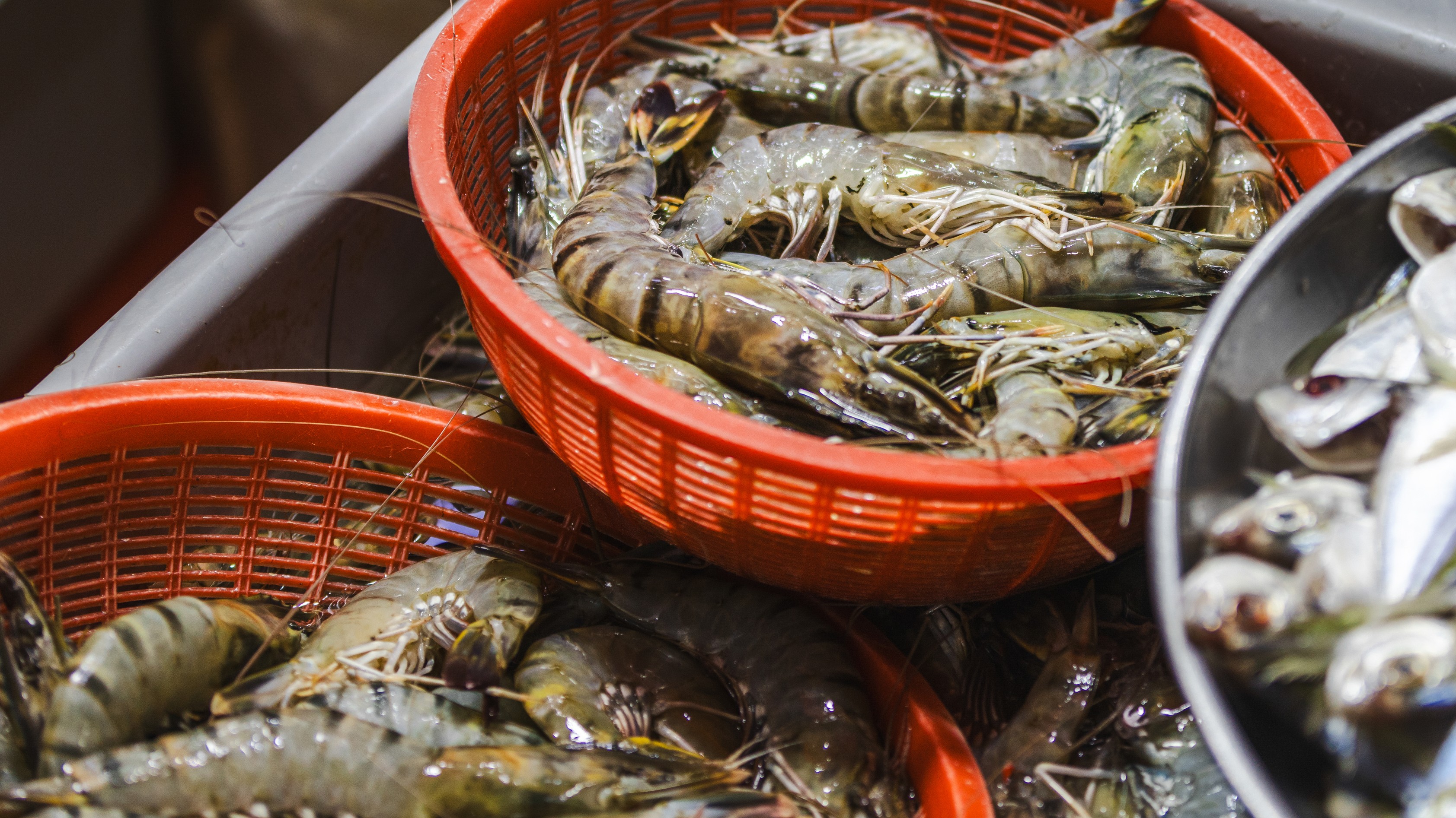 India-US trade deal | Tariff cut sparks hope among Andhra's shrimp farmers, traders & exporters