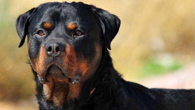 Dog attack in Bengaluru highlights lapses in pet handling