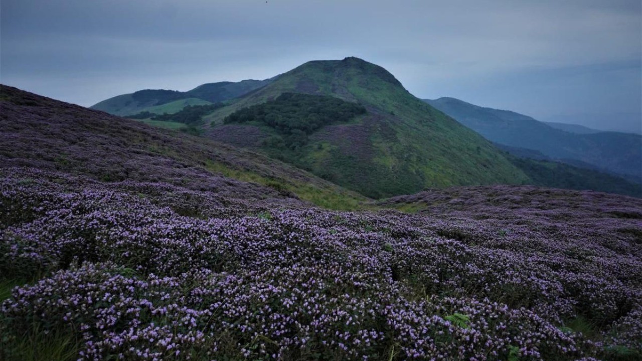 Botanical Survey of India to assess threats to Neelakurinji