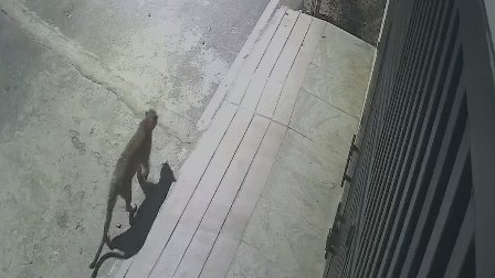 Watch: Leopard spotted in Bengaluru's JP Nagar; viral CCTV video captures wild cat's movements