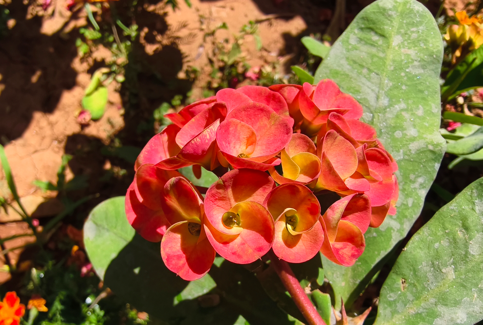 Vivo X200T's camera sample.