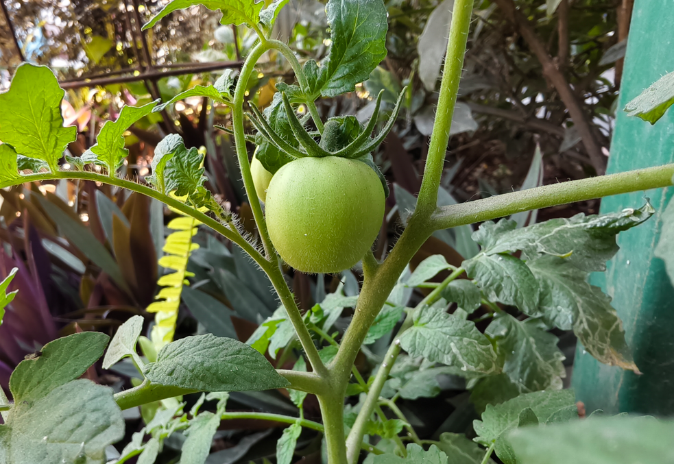 Vivo X200T's camera sample.