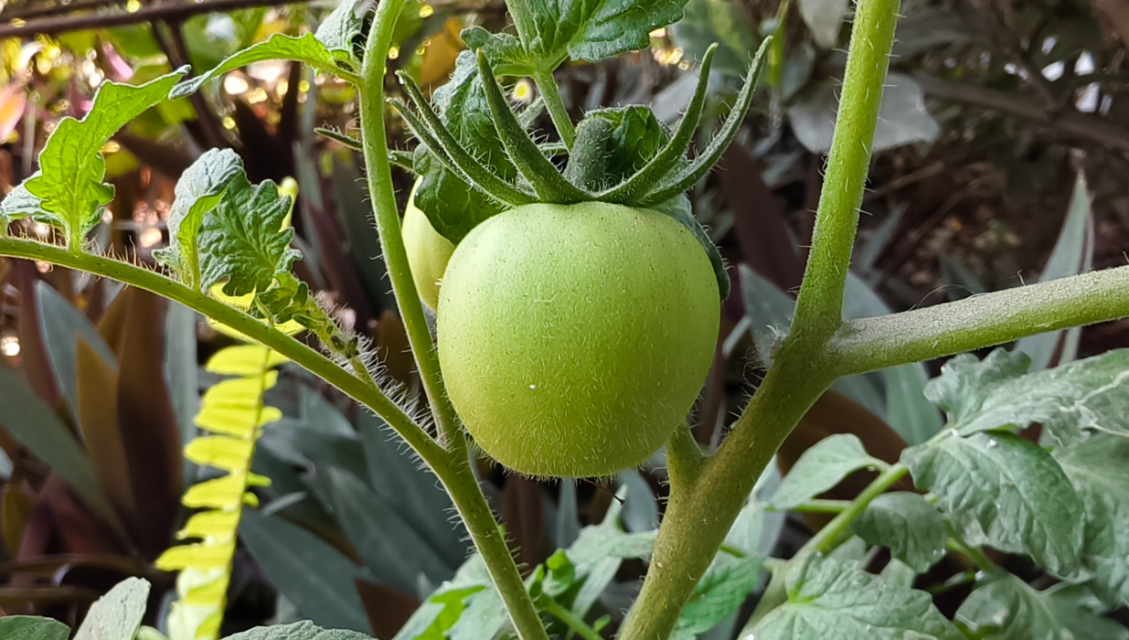 Vivo X200T's camera sample.