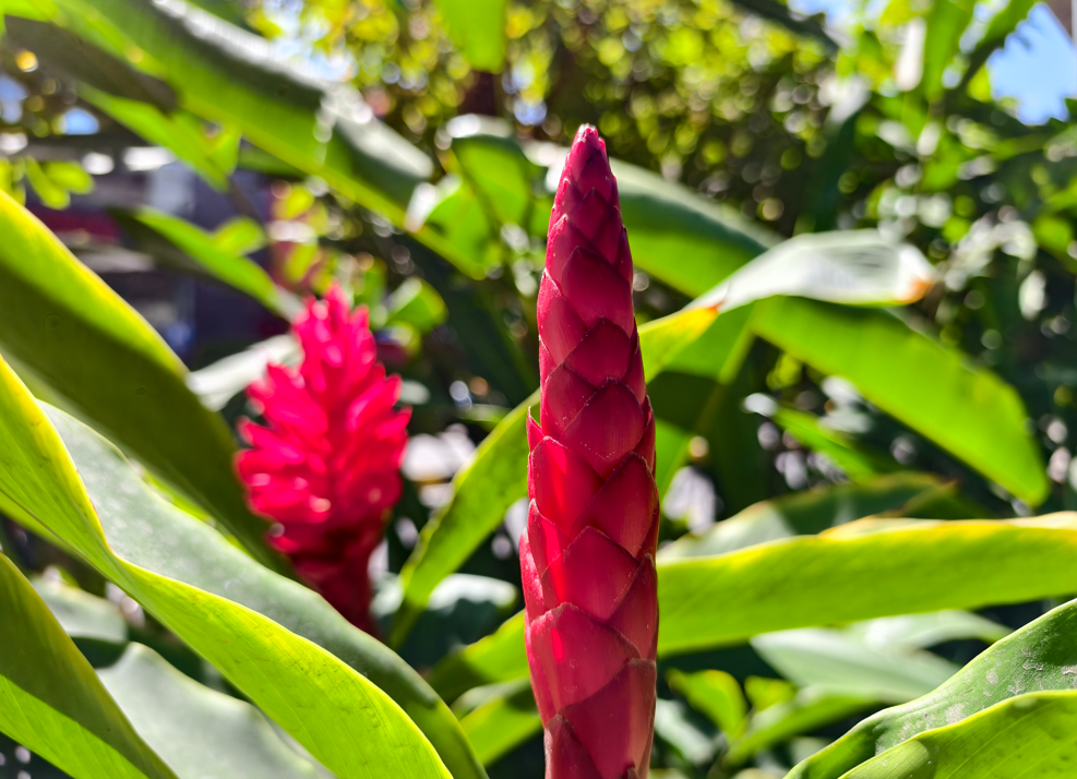 Vivo X200T's camera sample.