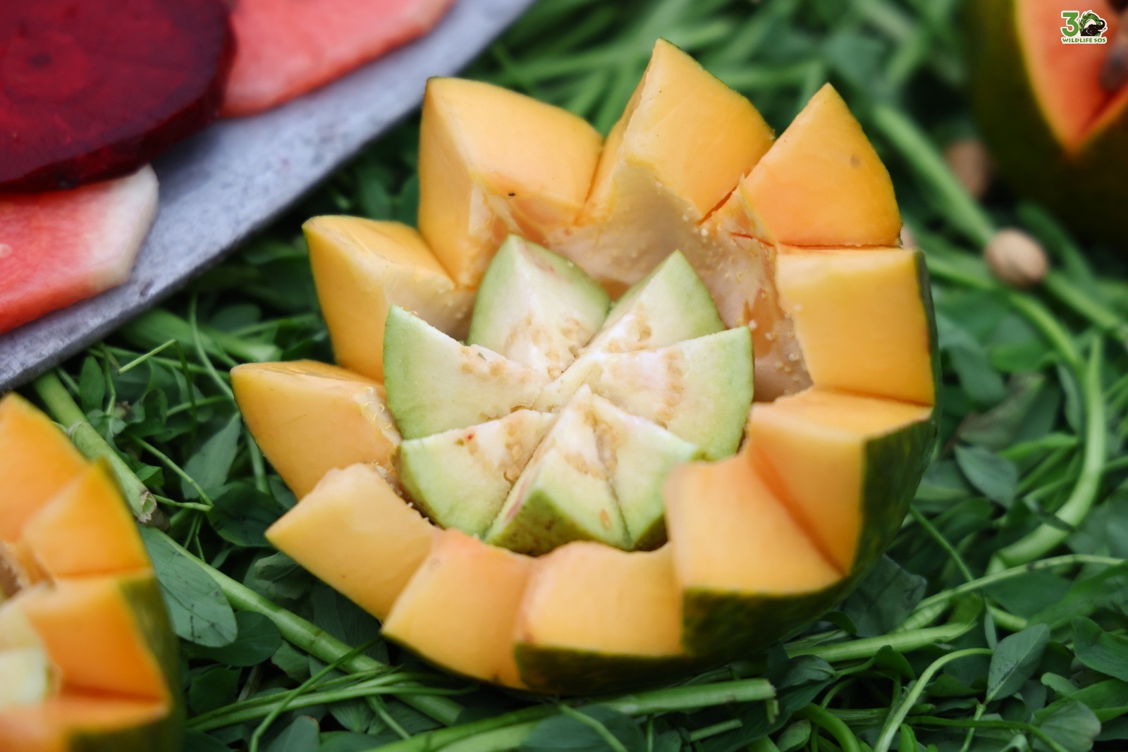 To mark her rescue anniversary, a rich fruit feast of watermelon, papaya, guava, banana, pumpkin, beetroot and dates was arranged for Bani.