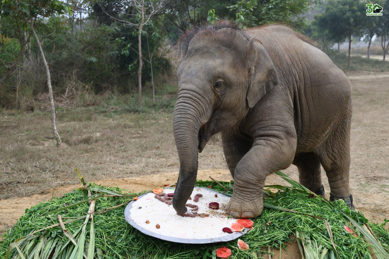 Over the past two years, Wildlife SOS’ veterinary team, with collaborations from an international team of experts, has implemented an intensive treatment plan.