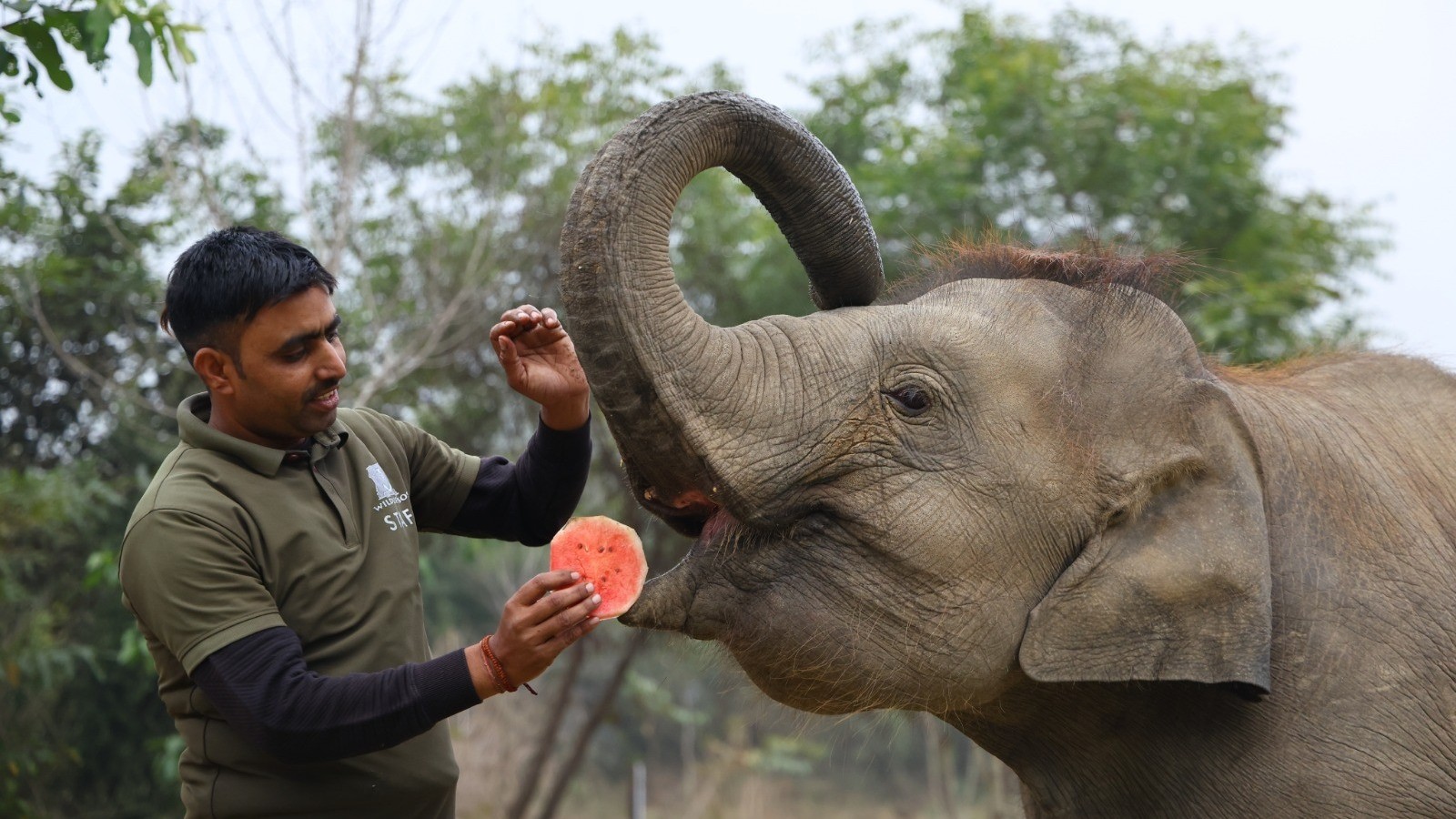 Elephant Bani’s story becomes symbol of global effort