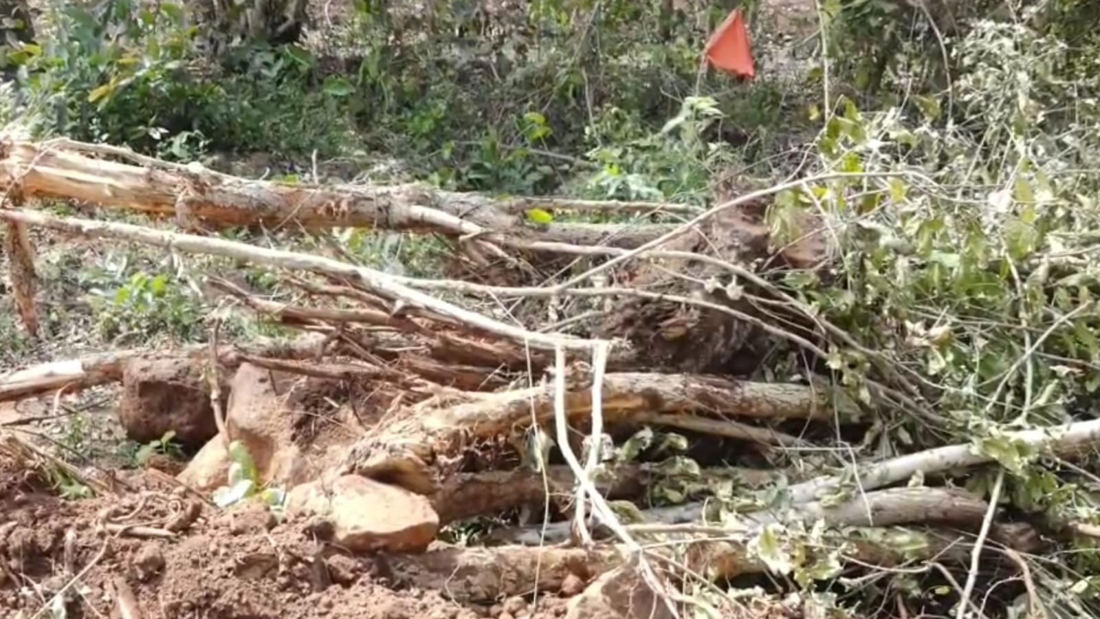Belagavi: Thousands of trees felled illegally in presence of Forest Department officials 