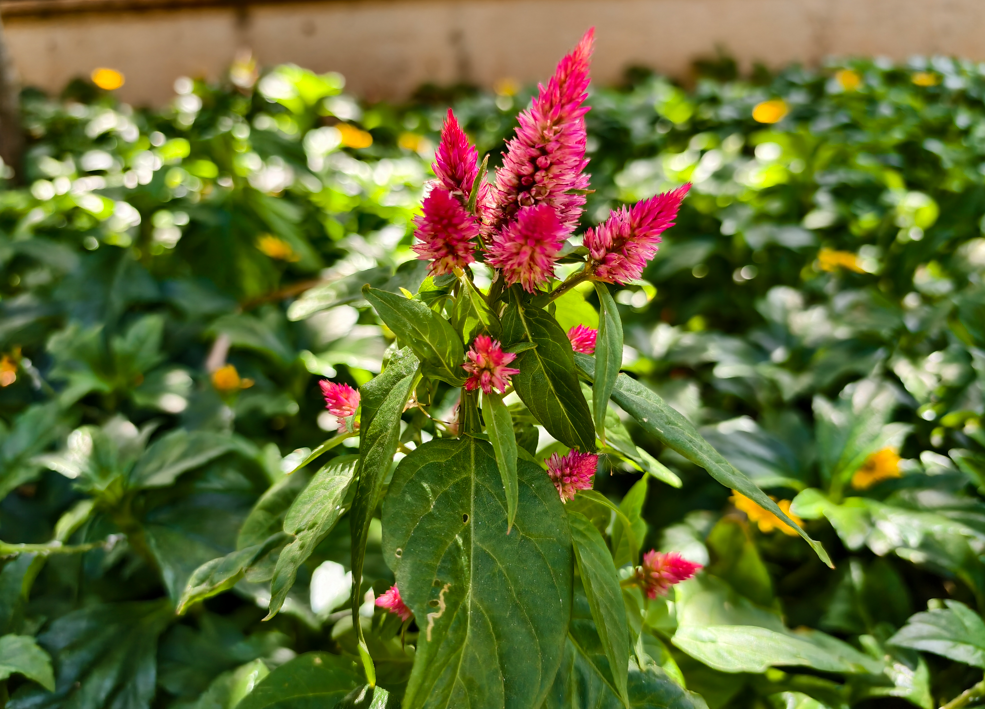 Vivo X200T's camera sample.