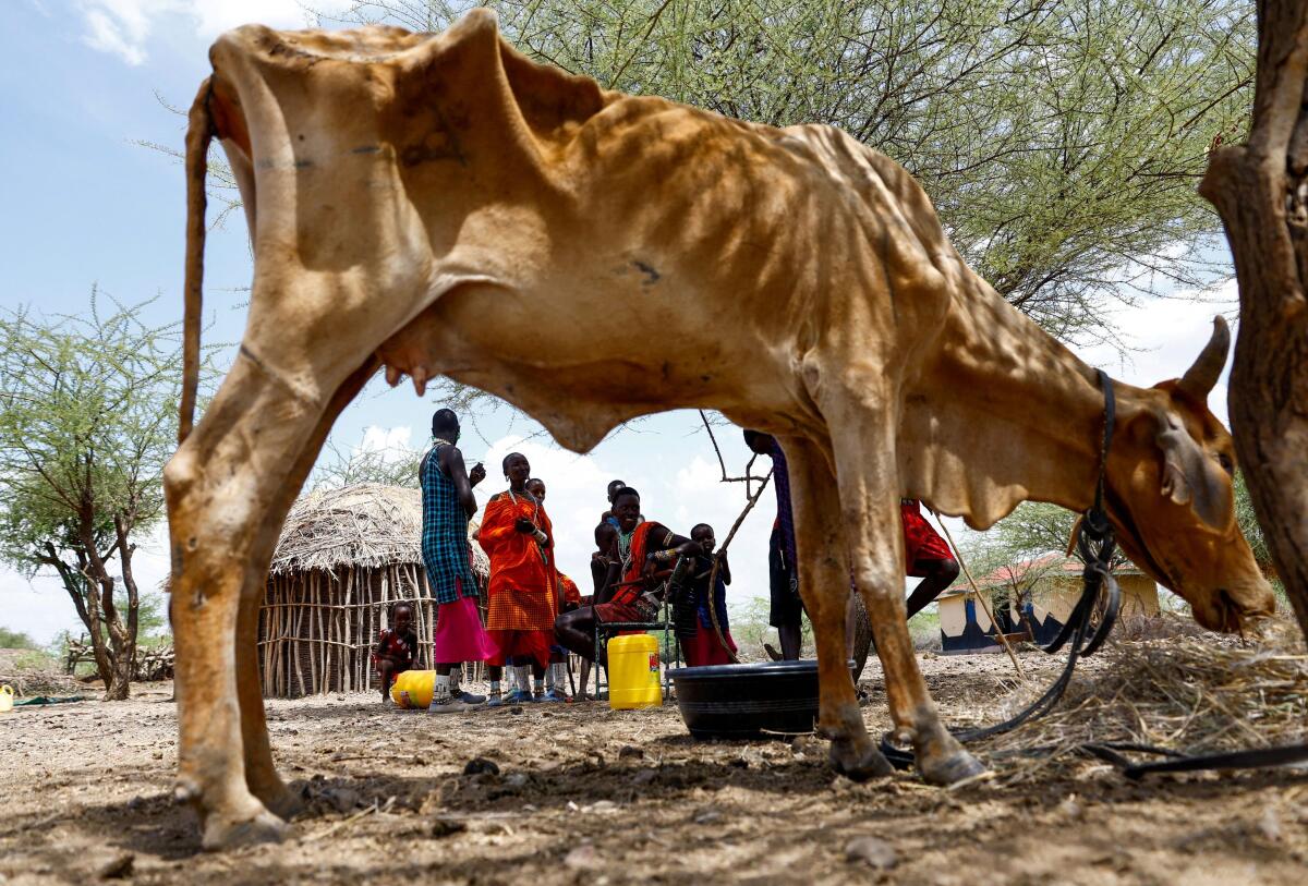 Members of the Lakaanki family from the Maasai pastoralist community gather near their emaciated cow at their manyatta homestead following worsening drought due to the failed rainy season at a village settlement near Magadi township along the Kenya-Tanzania border, in Kajiado, Kenya.