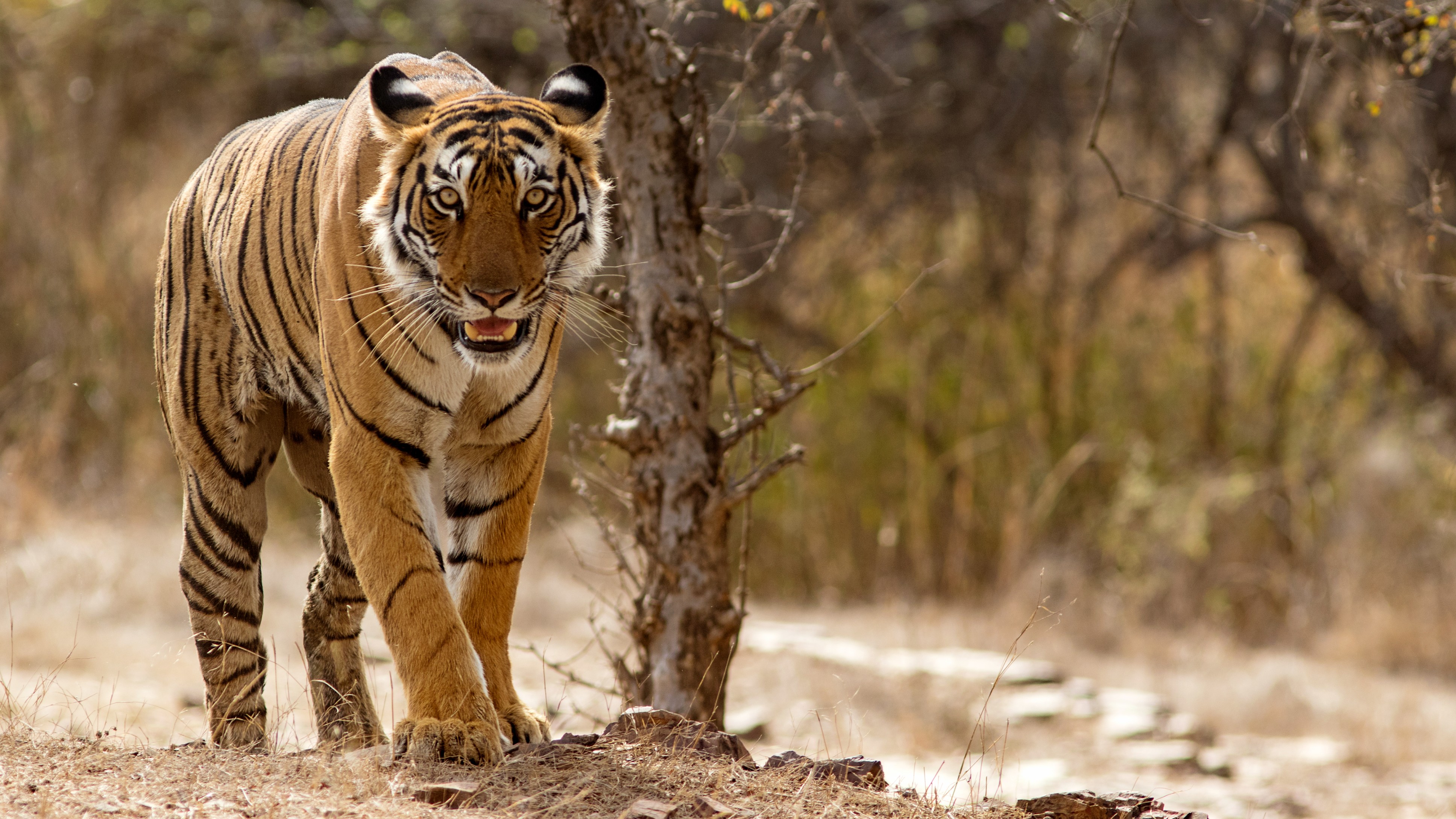Four women killed in tiger attack in Maharashtra’s Chandrapur district