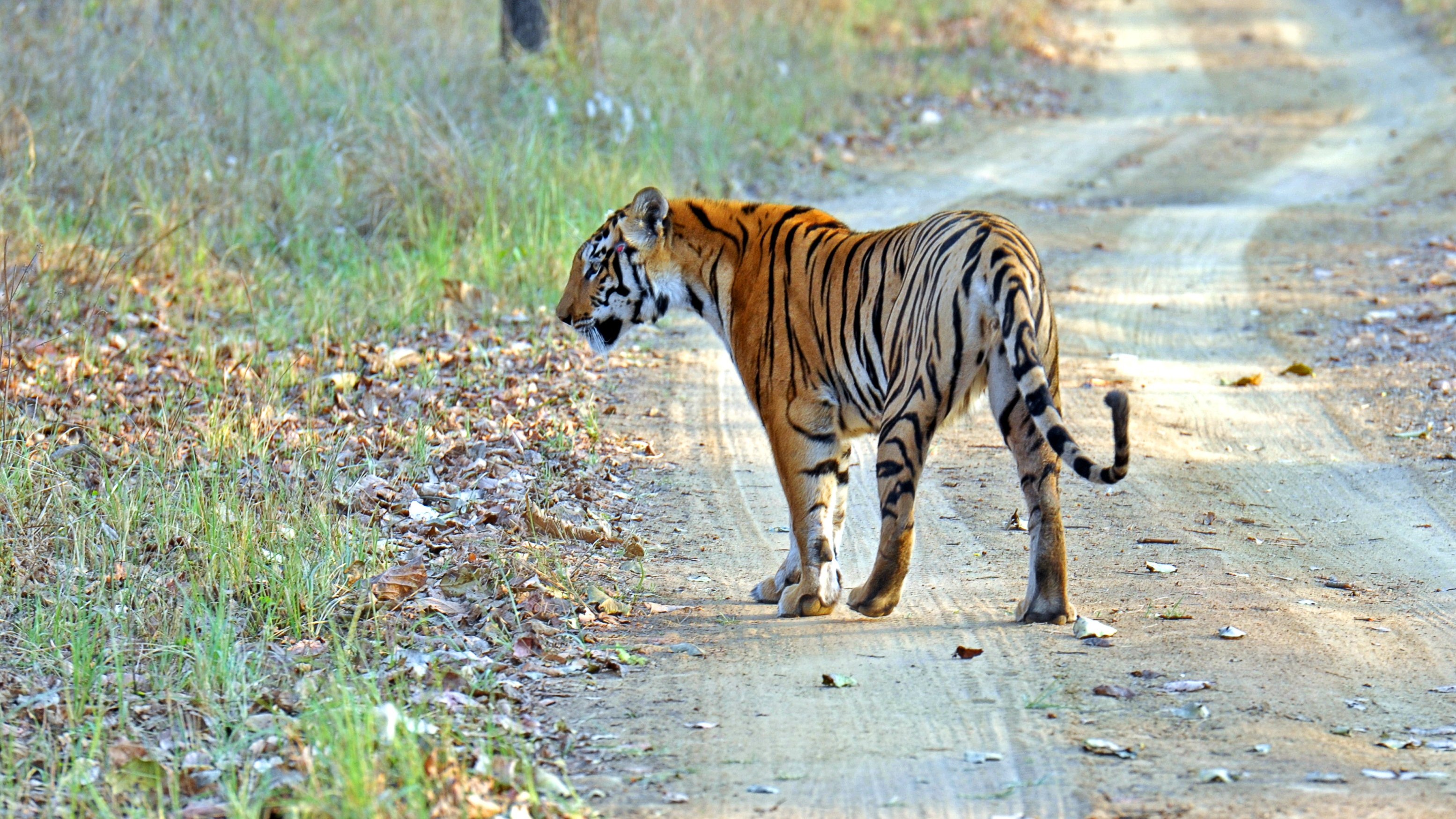 Tailing the tigress at Satpura National Park