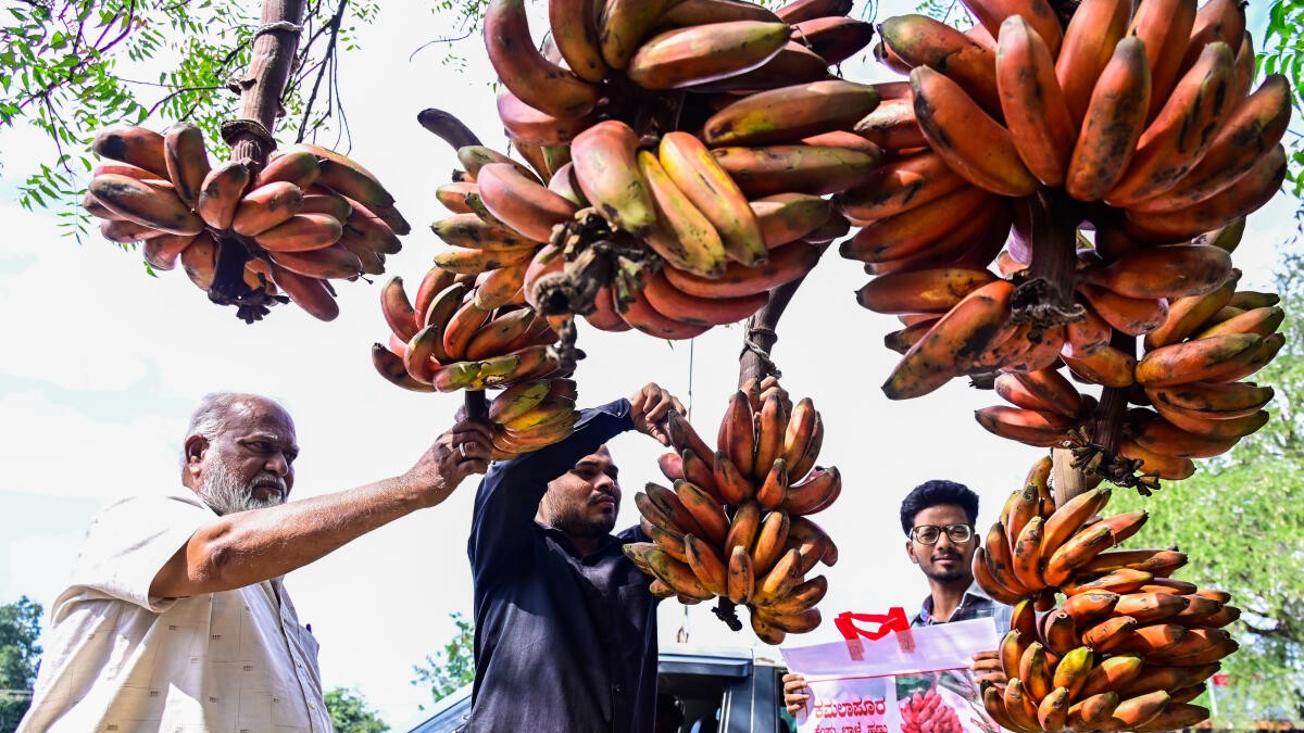 Karnataka govt to inject more value to Kamalapur red bananas