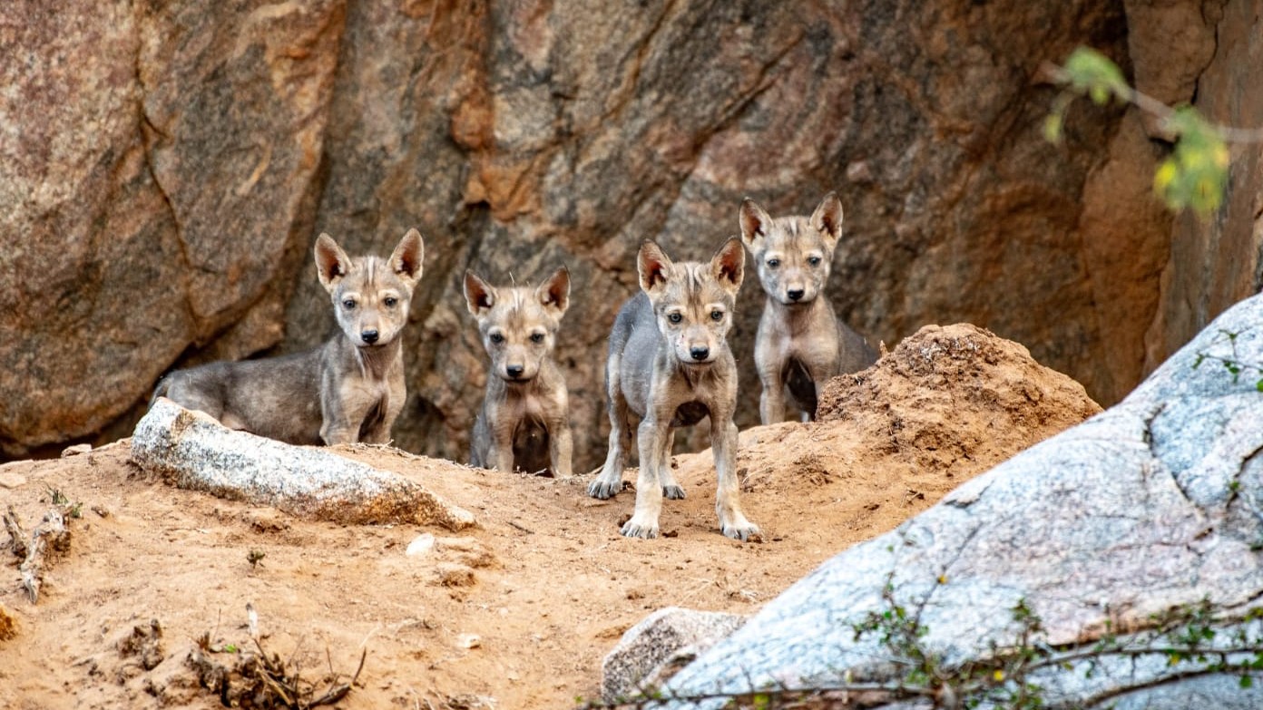 No wolf litter this season as leopards occupy Karnataka's Bankapur sanctuary