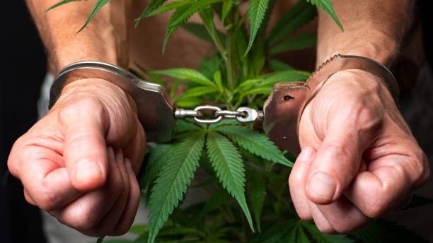 Karnataka crime: 3 more arrested in connection with ganja seizure worth Rs 53.03 lakh