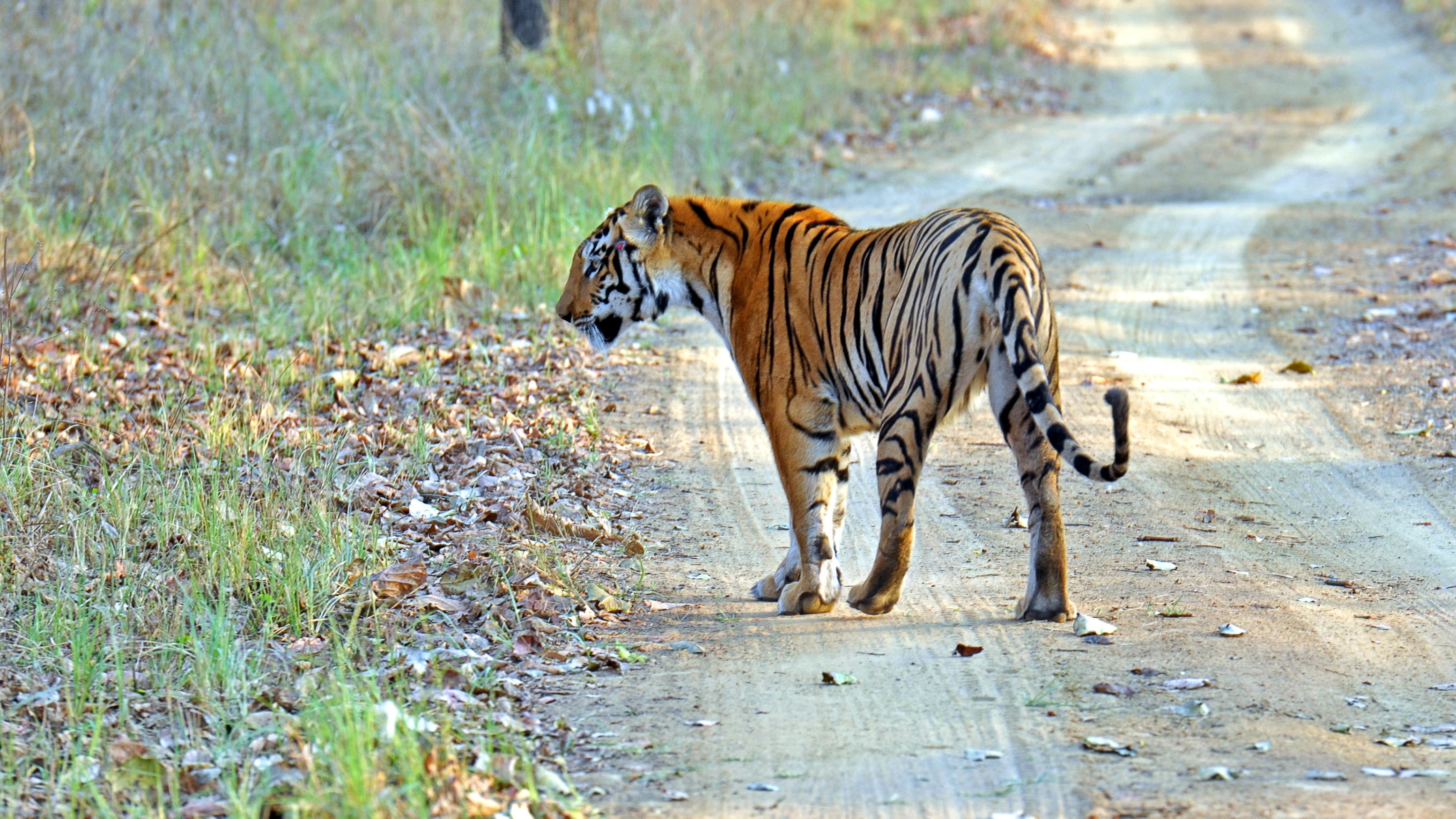 ​Masterplan to protect eco-sensitive zones in Karnataka sanctuaries 