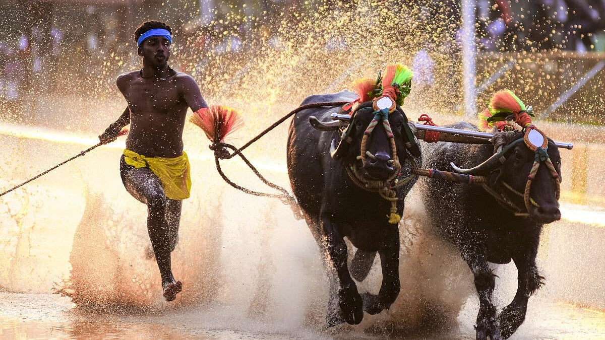 Global Photo Highlights: Cricket, Elections, and Festivals on February 8, 2026