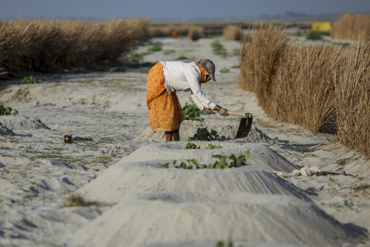 A woman works at a 'makeshift' field at the dried Ganga riverbed, in Prayagraj, Monday, Feb. 9, 2026. 