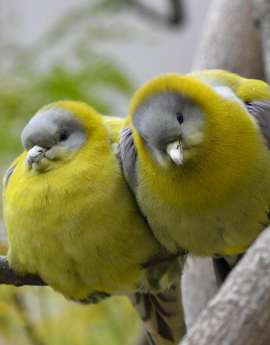 A pair of yellow-footed green pigeons perch on a branch, in New Delhi, Monday, Feb. 9, 2026.