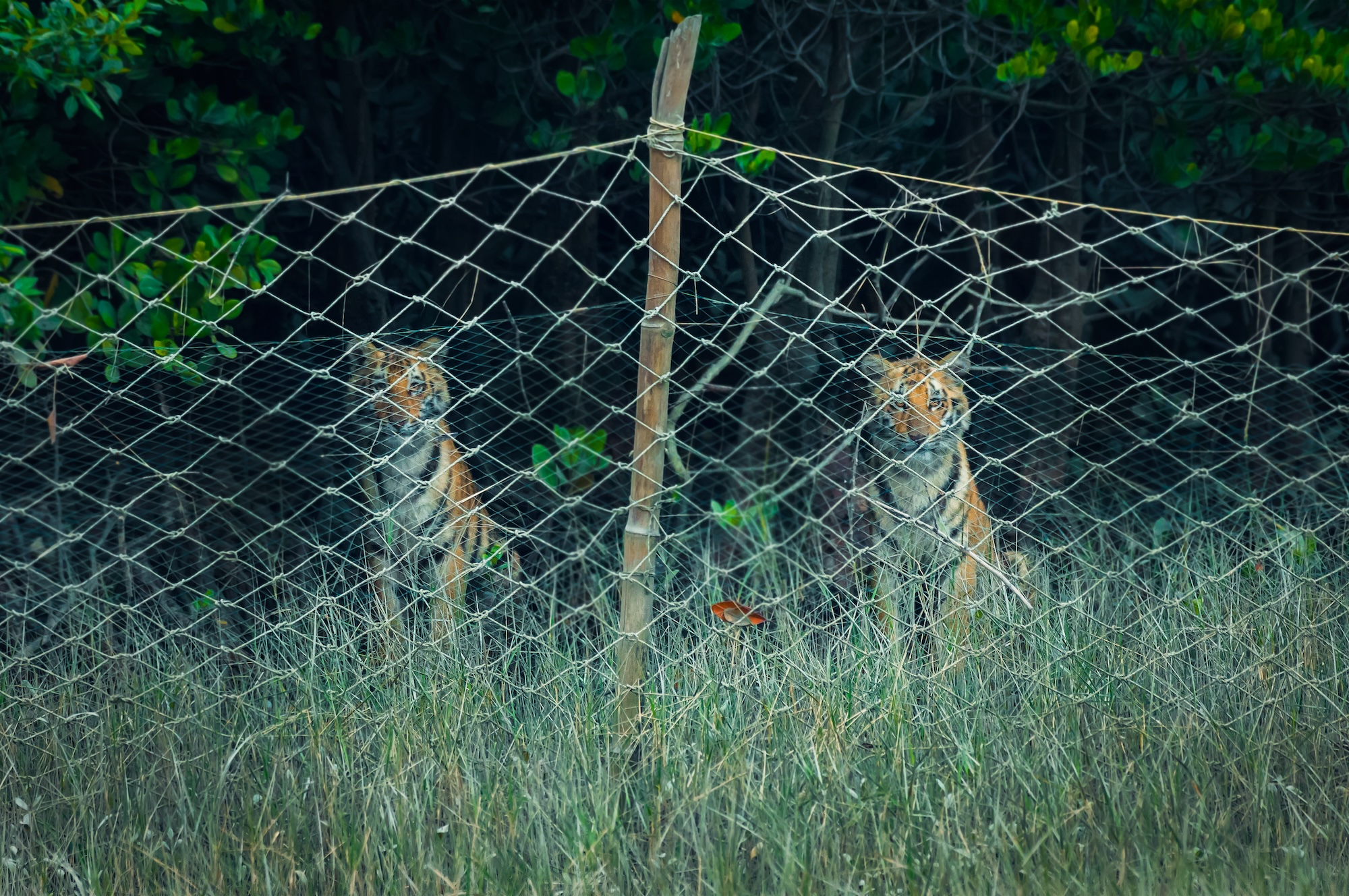Net fencing to reduce Human-Tiger conflict mitigation efforts in  Sundarbans, West Bengal.