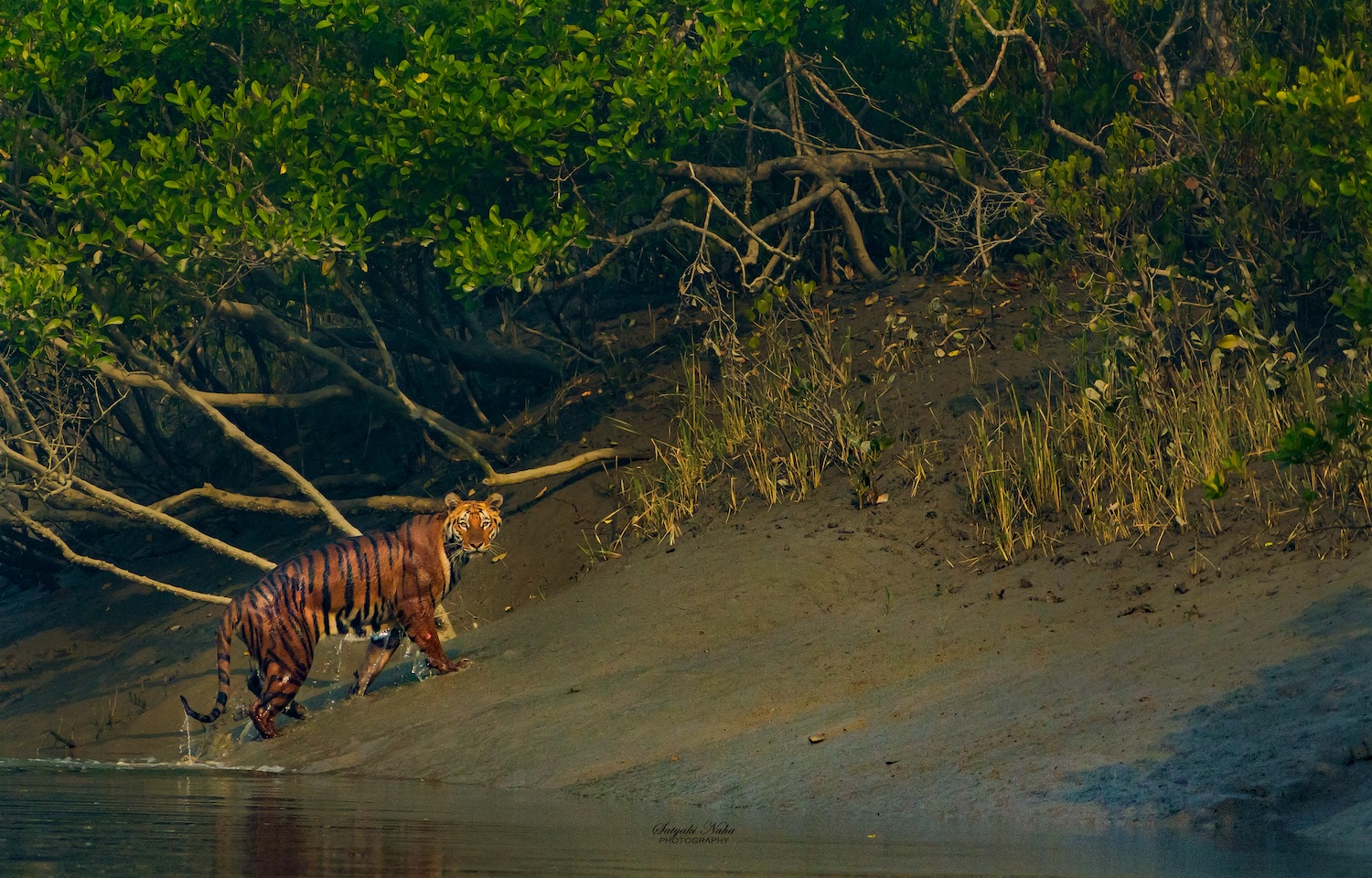 Bengal Tiger_ Mangrove_Sundarbans_West Bengal.