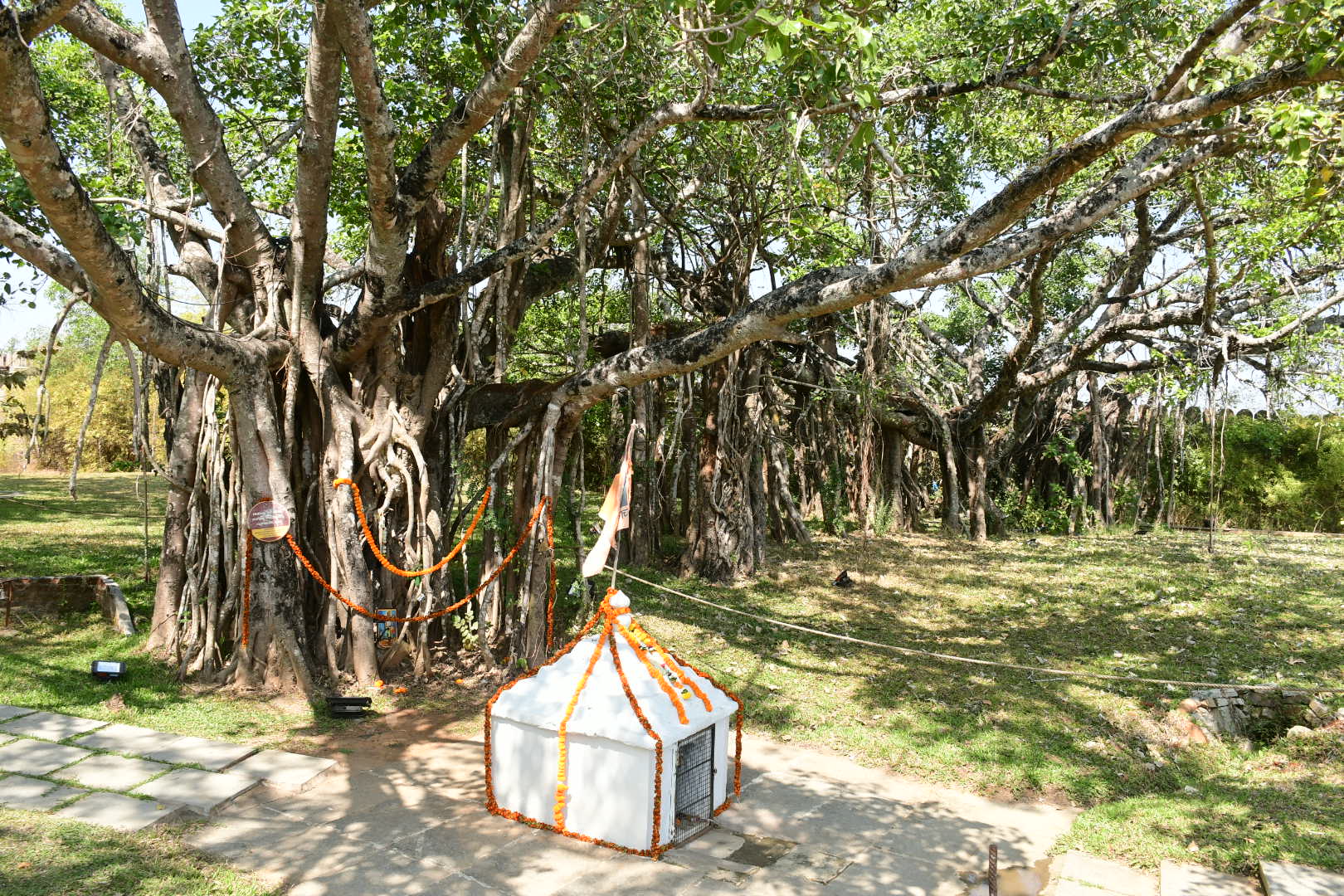 The banyan tree at Nandgad where Rayanna and his six associates were hanged in 1831. DH Photo/Eknath Agasimani
