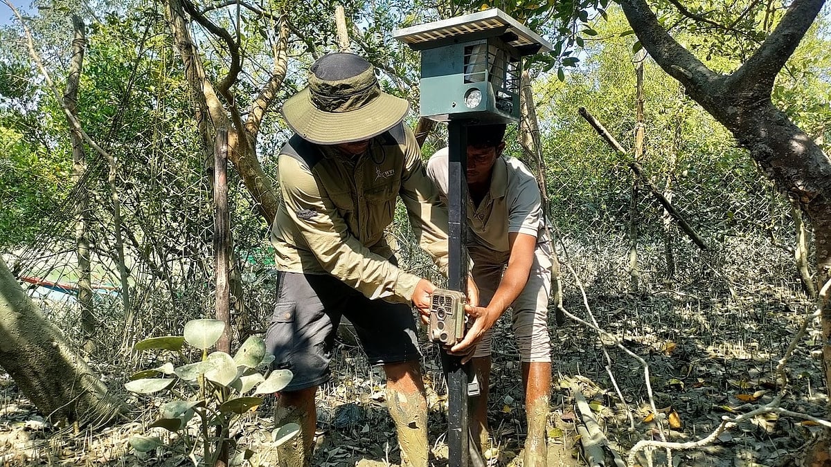 ANIDERS: Non-Lethal Tech System Deployed in Sundarbans to Reduce Human-Tiger Conflicts