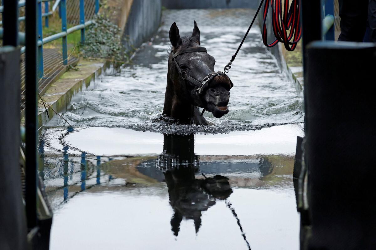 Racehorse Wendrock is led for a swim in an outdoor pool for water therapy during a warm-up session at trainer Gordon Elliott's yard, in Longwood, Ireland, February 10, 2026.