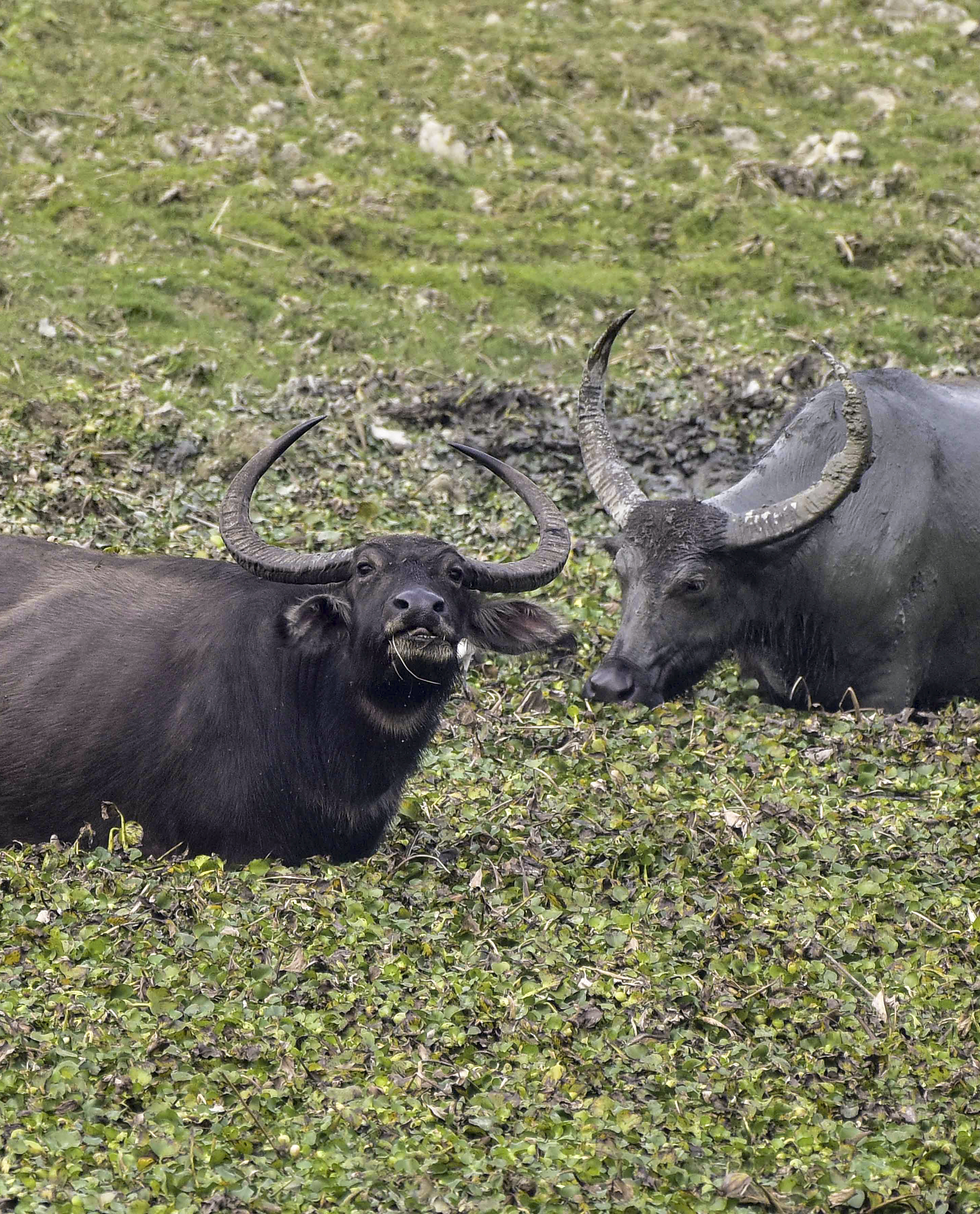 Standalone: Wild Buffaloes at Kaziranga National Park