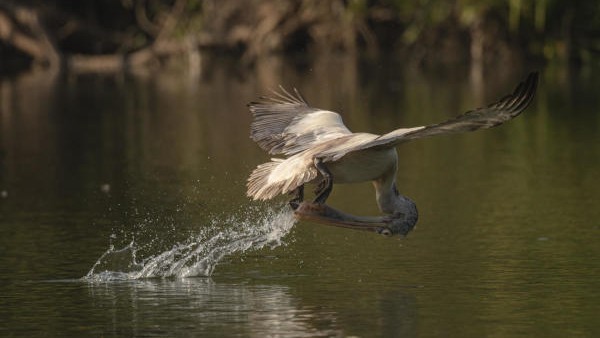 Mandya DC cancels registration of homestays near Karnataka's Ranganathittu bird sanctuary