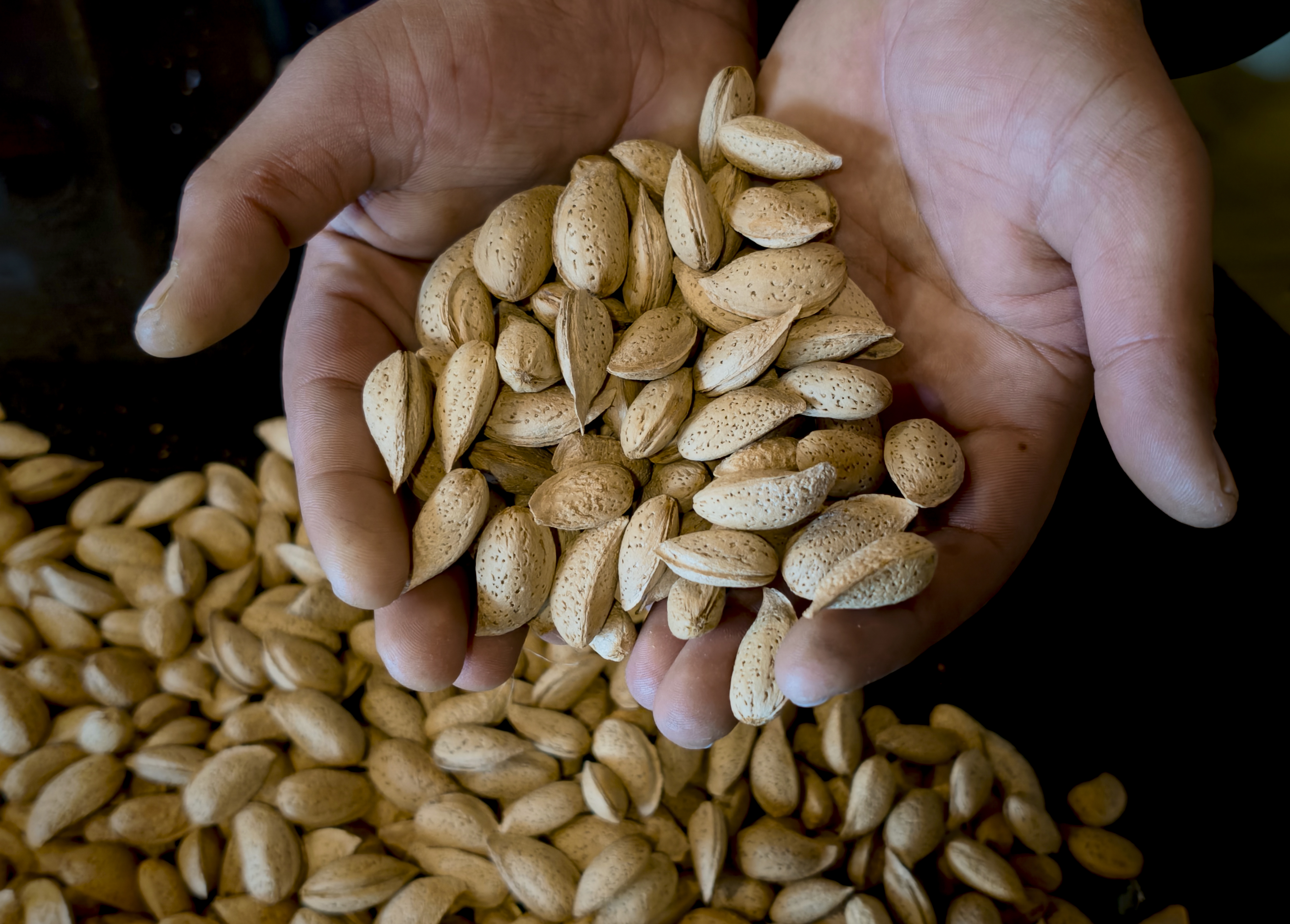 Standalone: Almonds on sale at a shop in Pulwama